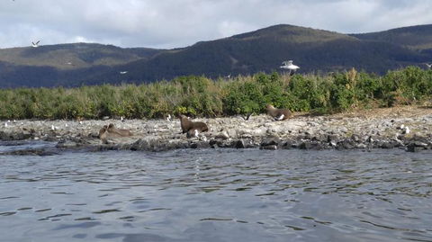 Fresh From The Ocean: Tasmanian Seafood Gourmet Full-Day Cruise Including Lunch - Darwin Holiday 11