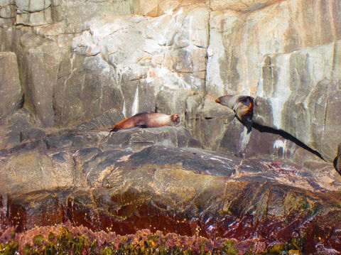 Full-Day Tasman Peninsula Tour From Hobart - Darwin Holiday 9