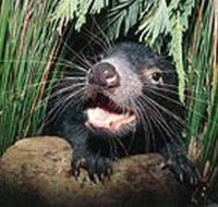 Hobart Shore Excursion Half Day Bonorong Wildlife Park with Richmond Tour - Darwin Holiday