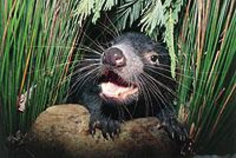 Hobart Shore Excursion: Half Day Bonorong Wildlife Park With Richmond Tour - Darwin Holiday 0
