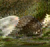 Bruny Island premium private photo-oriented day tour from Hobart - Darwin Holiday