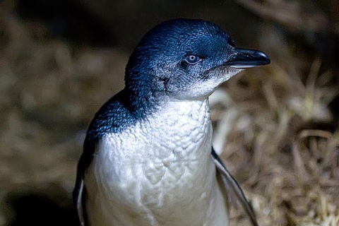 Bonnet Island Experience Departing From Strahan - Darwin Holiday 0