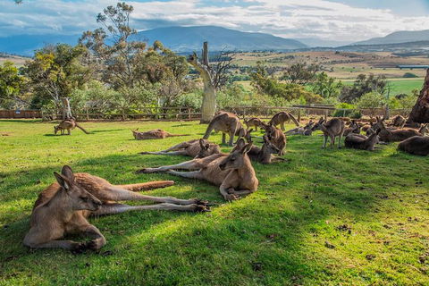 Shore Excursion: Hobart's Best In Half A Day - Darwin Holiday 0