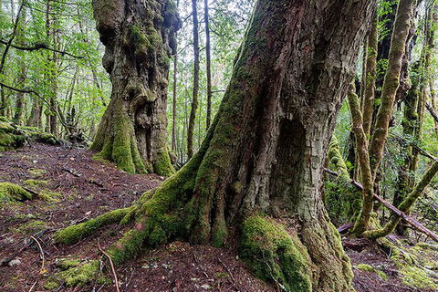 3-Day Cradle Mountain Photography Workshop - Darwin Holiday 6