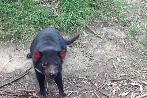 South East Food, Sightseeing Private Tour With The Tasmanian Devil Unzoo - Darwin Holiday 0