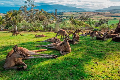 Five Of Hobart's Best In One Day - Darwin Holiday 1