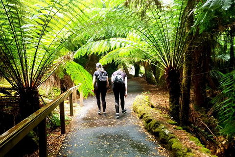 Mount Field National Park - Tarn Shelf & Russell Falls - Guided Hiking Tour - Darwin Holiday 7