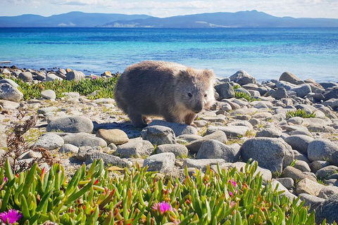 3-Day: Hobart Nature Walking Tour: Maria Island, Cape Raoul & Mount Field - Darwin Holiday 7