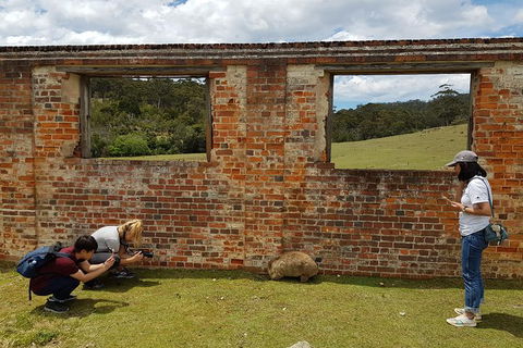 3-Day: Hobart Nature Walking Tour: Maria Island, Cape Raoul & Mount Field - Darwin Holiday 8