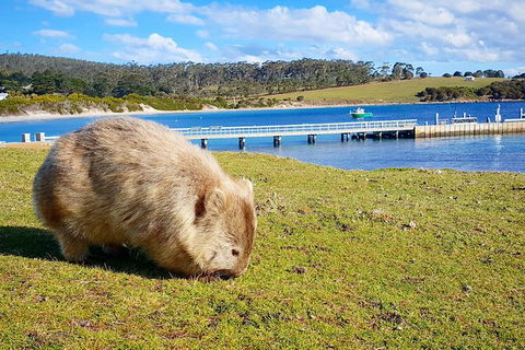 3-Day: Hobart Nature Walking Tour: Maria Island, Cape Raoul & Mount Field - Darwin Holiday 14