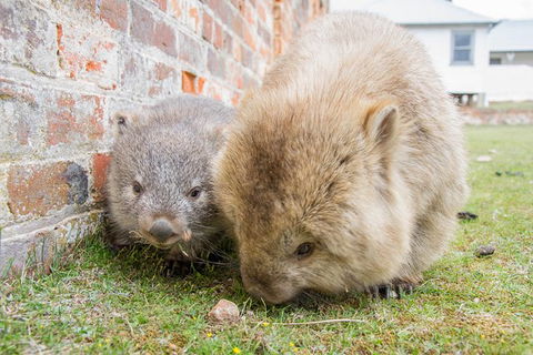 3-Day: Hobart Nature Walking Tour: Maria Island, Cape Raoul & Mount Field - Darwin Holiday 4