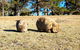 2-Day: Hiking Tour: Maria Island & Mount Field - thumb 3