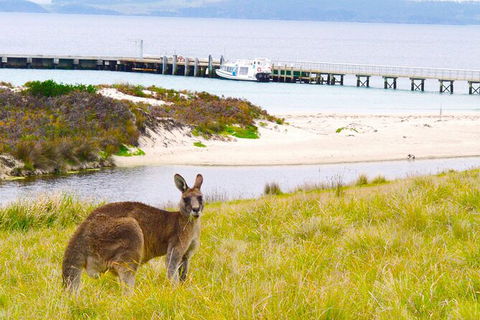 Maria Island Shuttle Bus Hobart To Triabunna (Round Trip) - Darwin Holiday 8