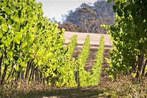 Wine At The Weekend Tour From Hobart - Darwin Holiday 1