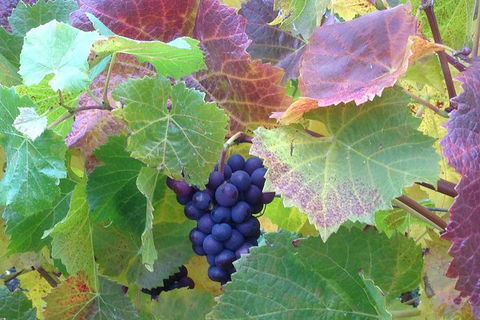 Wine At The Weekend Tour From Hobart - Darwin Holiday 0