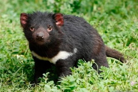 Tasmania Sightseeing Pass: Flexi 3 Pass - Darwin Holiday 1