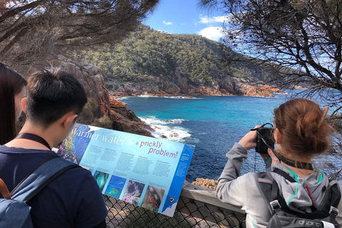 Wineglass Bay & Freycinet NP Full Day Tour From Hobart Via Richmond Village - Darwin Holiday 3