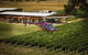 Home Hill Winery Helicopter Tour - thumb 0