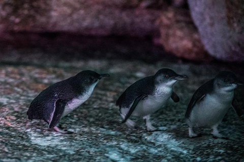 4-Day Tasmania East Coast Adventure From Launceston To Hobart Including Bay Of Fires, Wineglass Bay, Bruny Island And Port Arthu - Darwin Holiday 3