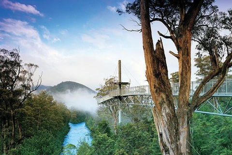 Small-groupTour From Hobart: Mt. Wellington, Huon Valley And Tahune AirWalk - Darwin Holiday 1
