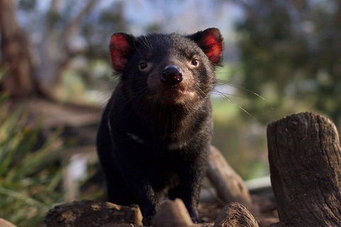 Mt. Field National Park And Bonorong Wildlife Park - Darwin Holiday 0