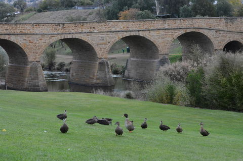 Bonorong Wildlife Park And Richmond Afternoon Tour From Hobart - Darwin Holiday 3