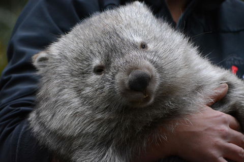 Bonorong Wildlife Park And Richmond Afternoon Tour From Hobart - Darwin Holiday 2