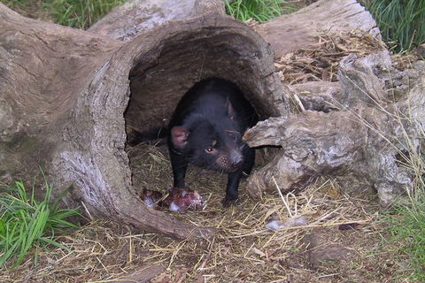 Bonorong Wildlife Park And Richmond Afternoon Tour From Hobart - Darwin Holiday 4