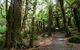 Mt Field And Styx Valley Photography Tour - thumb 6