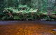 Mt Field And Styx Valley Photography Tour - thumb 7