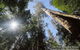 Mt Field And Styx Valley Photography Tour - thumb 4
