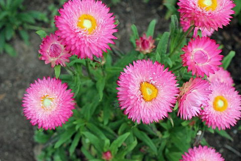 Small-group Tour From Hobart: Native Flora And Fauna, Incl. Royal Bot. Gardens - Darwin Holiday 3