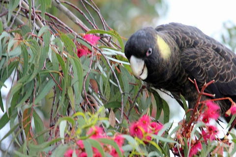 Small-group Tour From Hobart: Native Flora And Fauna, Incl. Royal Bot. Gardens - Darwin Holiday 8