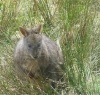 Leven Canyon Day Trip Including Wings Wildlife Park or Gunns Plains Caves from Devonport Ulverstone or Burnie - Darwin Holiday