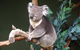 Bonorong Wildlife Park, Richmond Village, Hobart Highlights - thumb 4