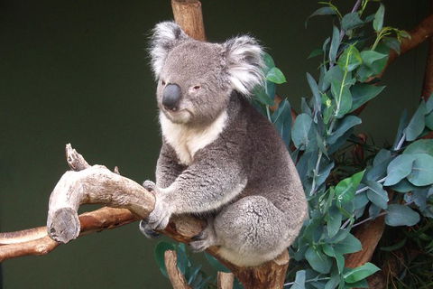 Bonorong Wildlife Park, Richmond Village, Hobart Highlights - Darwin Holiday 4