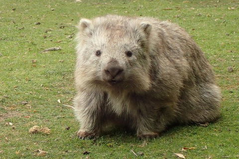 Maria Island Cruise + Walk. Renowned Day Tour With Drinks And Guided Walk - Darwin Holiday 7