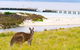 Maria Island Cruise + Walk. Renowned Day Tour With Drinks And Guided Walk - thumb 12