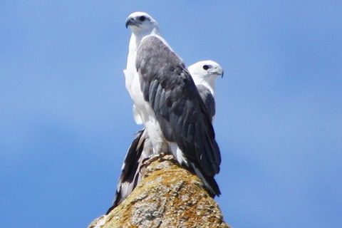 Maria Island Cruise + Walk. Renowned Day Tour With Drinks And Guided Walk - Darwin Holiday 3