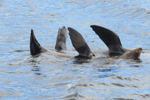North Bruny Island Day Sail - Darwin Holiday 5