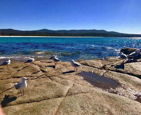 5-Day Lap Of Tasmania Tour From Hobart (flexible Ticket) - Darwin Holiday 4