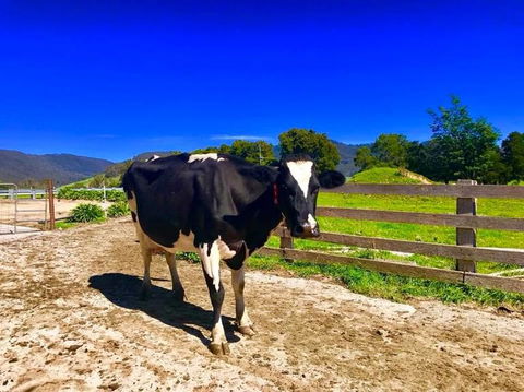 5-Day Lap Of Tasmania Tour From Hobart (flexible Ticket) - Darwin Holiday 3