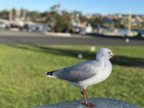 5-Day Lap Of Tasmania Tour From Hobart (flexible Ticket) - Darwin Holiday 8