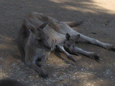 Cruise Ship Special Ex Hobart: Mt Wellington, Richmond, Bonorong With Free WiFi - Darwin Holiday 7