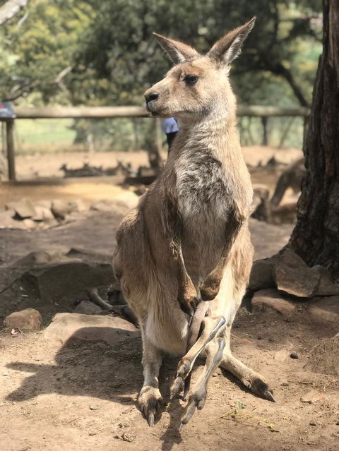 Cruise Ship Special Ex Hobart: Mt Wellington, Richmond, Bonorong With Free WiFi - Darwin Holiday 2