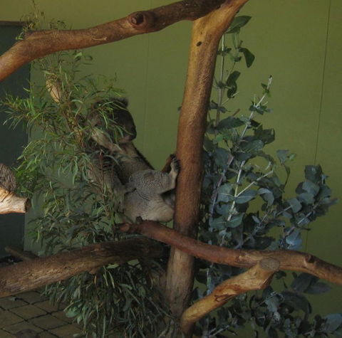 Cruise Ship Special Ex Hobart: Mt Wellington, Richmond, Bonorong With Free WiFi - Darwin Holiday 6