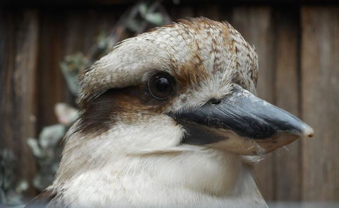 Cruise Ship Special Ex Hobart: Mt Wellington, Richmond, Bonorong With Free WiFi - Darwin Holiday 12