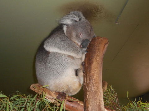 Cruise Ship Special Ex Hobart: Mt Wellington, Richmond, Bonorong With Free WiFi - Darwin Holiday 13