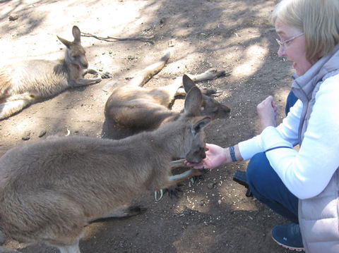 Cruise Ship Special Ex Hobart: Mt Wellington, Richmond, Bonorong With Free WiFi - Darwin Holiday 8