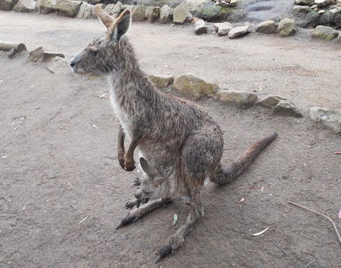 Cruise Ship Special Ex Hobart: Mt Wellington, Richmond, Bonorong With Free WiFi - Darwin Holiday 14